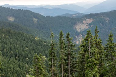 Çam ağacı ormanı Karpat Dağları güzel manzara
