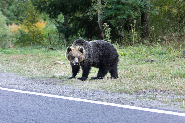 Napotkać Dzikiego Niedźwiedzia Brunatnego Lesie Drodze Pobliżu Transfagarash Autostrady Europejskiej — Zdjęcie stockowe