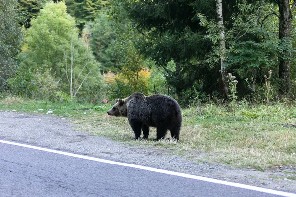 トランスファガラス高速道路近くの道路上の森の中で野生の茶色のクマに出会う ヨーロッパルーマニアトランシルヴァニア — ストック写真