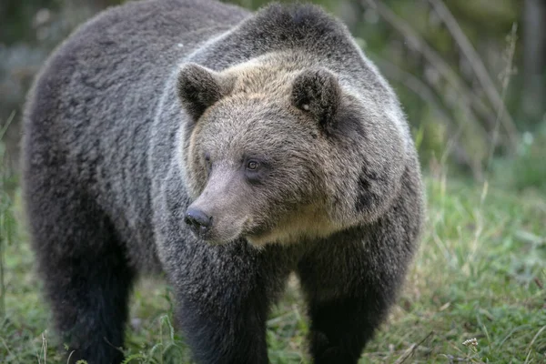 Dziki Niedźwiedź Brunatny Lesie Pobliżu Autostrady Transfagarash Europejskiej Rumunii Transilvania — Zdjęcie stockowe