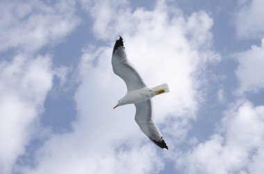Hidrofolyodan uçan martı.