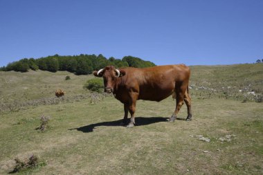 Pollino kalabalığında öküz otluyor.