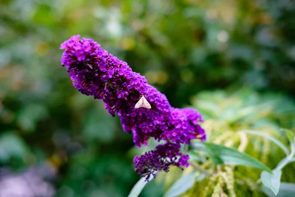 Macro photo of deep purple flower and  butterfly, Black Forest region, Germany.