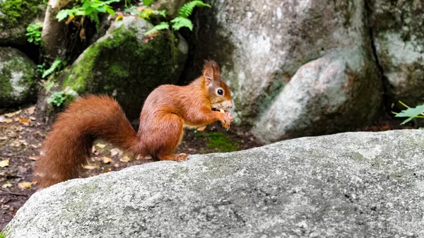 A nut cracker squirrel by the forests of Schwarzwald, southern Germany.