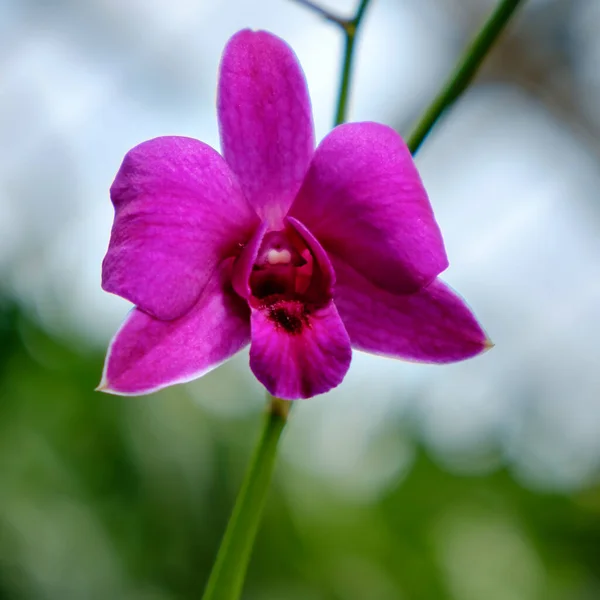 Single marvelous closeup purple Orchid, Montreal Botanical Garden, Canada.