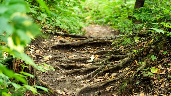 A forest trail full of entangled roots, Quebec, Canada.