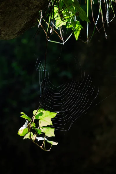 Fresh young hanging plant exposing spider webs to the sunlight inside a cave, Grotte Del Caglieron, Italian Dolomites.