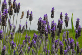 Картина, постер, плакат, фотообои "lavender flowers in a field", артикул 148709421