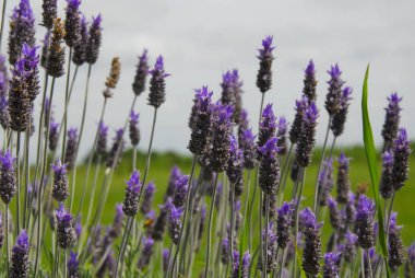Lavender flowers in a field clipart