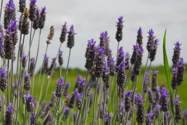 Flores de lavanda en un campo — Foto de Stock