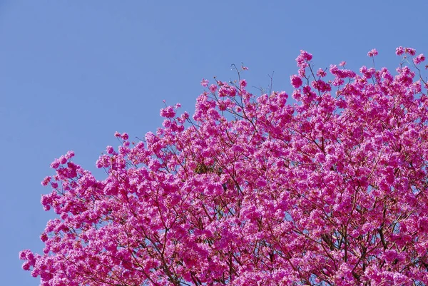 Lapcho in voller Blüte — Stockfoto