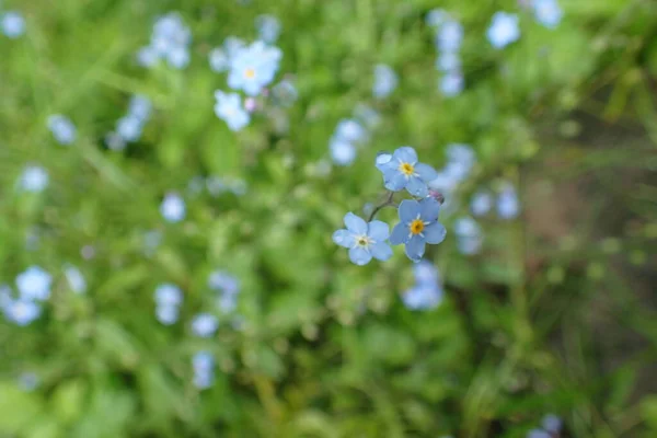 Esquece Não Flores Jardim Verão — Fotografia de Stock