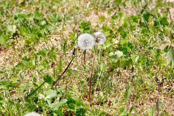 Dandelion Grass — Stock Photo, Image