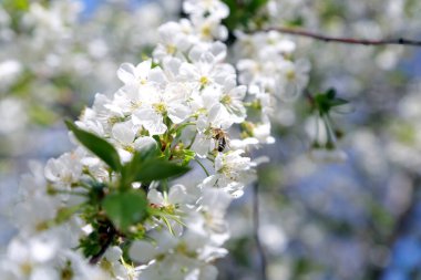 İlkbaharda kiraz çiçeği