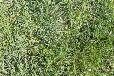 yeşil çimen arka bahçesi