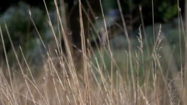 Sarı mısır gevreği rüzgarda sallanıyor. Tava çerçeveli çekim. yeşil ağaçların arkaplanı
