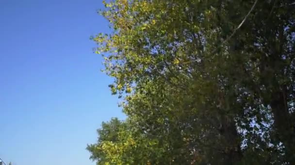 Avião de passageiros voa contra uma árvore verde, casas antigas da aldeia — Vídeo de Stock
