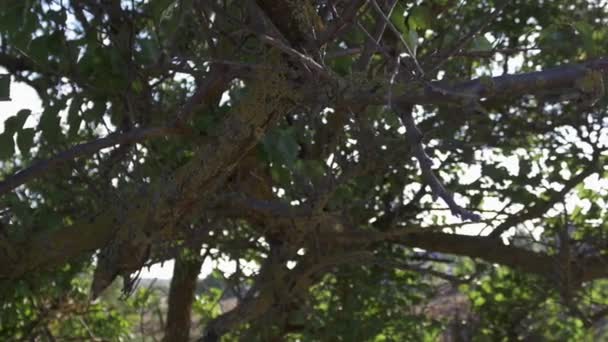 Plan panoramique mousse verte sur les branches légère exposition au soleil à travers la lentille 