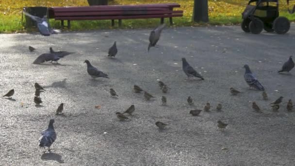 Pájaros de la ciudad palomas y gorriones saltar en el parque y volar — Vídeos de Stock