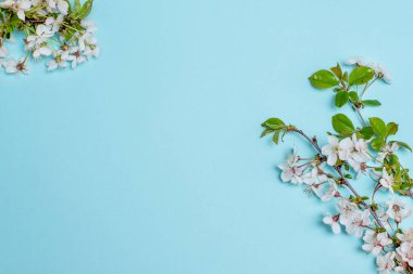 Yazıtlar, reklamlar, imza yeri, çiçek açan kiraz dalları, kayısılar, örtülü planlar için mavi arka planda beyaz çiçekler.