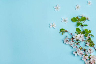 Yazıtlar, reklamlar, imza yeri, çiçek açan kiraz dalları, kayısılar, örtülü planlar için mavi arka planda beyaz çiçekler.