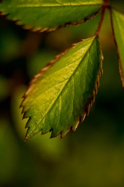 Grönt Löv Närbild Makro Skott Vårens Natur Sommar Jordens Dag — Stockfoto