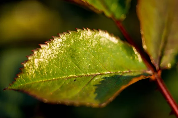 Κοντινό Πράσινο Φύλλο Μακρό Πλάνο Ανοιξιάτικη Φύση Σάμερ Ημέρα Της — Φωτογραφία Αρχείου