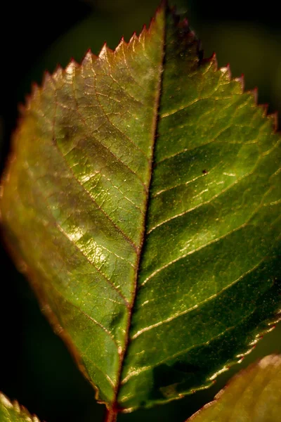 Κοντινό Πράσινο Φύλλο Μακρό Πλάνο Ανοιξιάτικη Φύση Σάμερ Ημέρα Της — Φωτογραφία Αρχείου