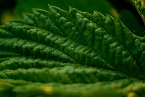 Primo Piano Foglia Verde Macroscatto Natura Primaverile Estate Giornata Della — Foto Stock