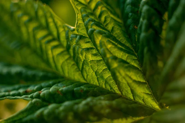 Green leaf close-up, macro shot. Spring nature. Summer. Earth Day — Stock Image Green Leaf Close Macro Shot Spring Nature Summer Earth Day Stock Image