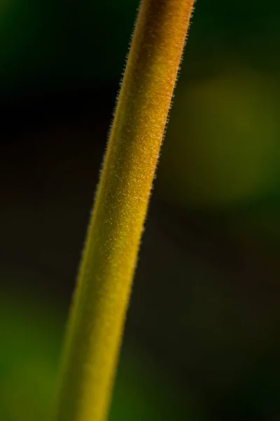 花的茎 茎上的绒毛宏观特写镜头 绿色郁金香茎 — 图库照片