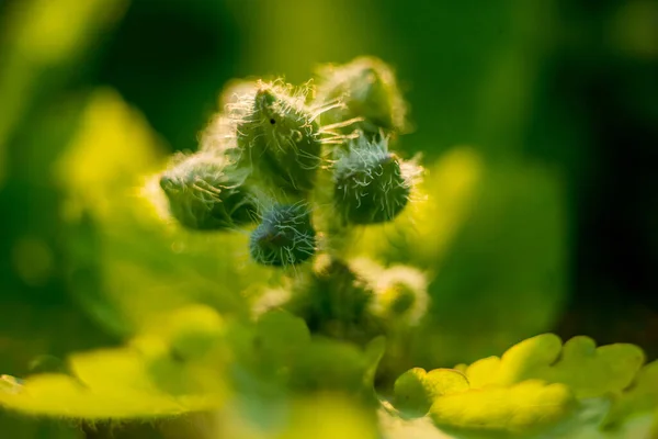 Groene Indoor Pluizige Courgette Knop Tuin Fluffy Bloem Groene Flora — Stockfoto