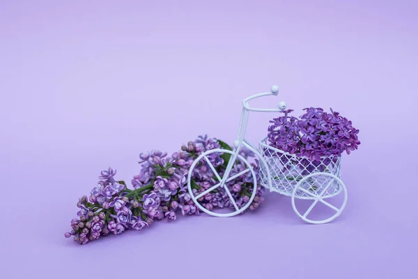 A small bicycle with a bouquet of flowers. Lilac branch in a vintage bike. Delivery in color. Lilac branches. Pink and purple flowers on a lilac background. Place for inscription. Hand holds flower