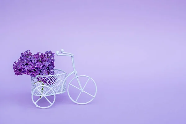 A small bicycle with a bouquet of flowers. Lilac branch in a vintage bike. Delivery in color. Lilac branches. Pink and purple flowers on a lilac background. Place for inscription. Hand holds flower