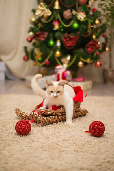 새해였지 고양이는 바구니에 고양이는 장난감을 바닥에 크리스마스 기분이야 클로즈업 — 스톡 사진
