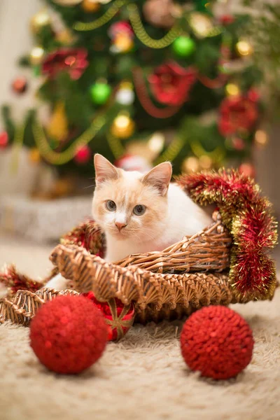 New Year White Cat Sits Basket Sled Cat Plays New — Stock Photo, Image