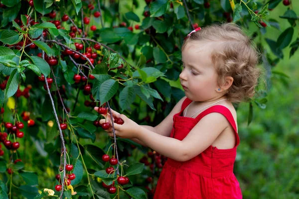 Mädchen Pflückt Kirschen Garten Kleines Blondes Mädchen Isst Kirschen Pflückt lizenzfreie Stockbilder