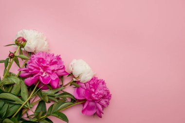 Üzerinde pembe şakayık çiçekleri olan minimalist bir kartpostal çizimi. Dikiş dikmek için bir zarf. Pembe arka plan. Anneler Günü için tebrikler. Doğum günün kutlu olsun. Şakayıklı narin arkaplan