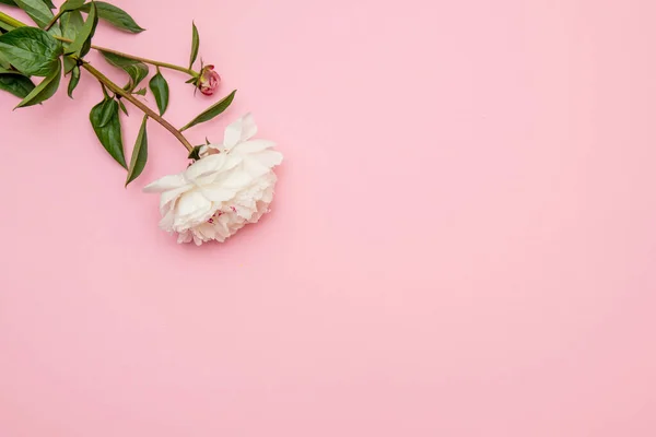 Layout Einer Minimalistischen Postkarte Mit Einer Blume Aus Rosa Pfingstrosen Stockbild