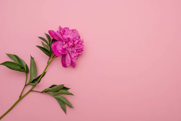 Layout Einer Minimalistischen Postkarte Mit Einer Blume Aus Rosa Pfingstrosen Stockfoto