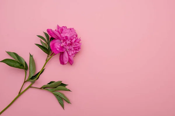 Layout Cartão Postal Minimalista Com Uma Flor Peônias Rosa Envelope Fotos De Bancos De Imagens