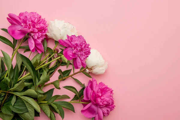 Layout Cartão Postal Minimalista Com Uma Flor Peônias Rosa Envelope Imagens De Bancos De Imagens Sem Royalties