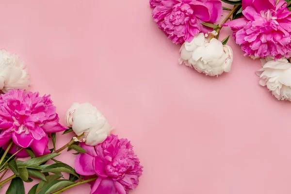 Layout Einer Minimalistischen Postkarte Mit Einer Blume Aus Rosa Pfingstrosen Stockfoto