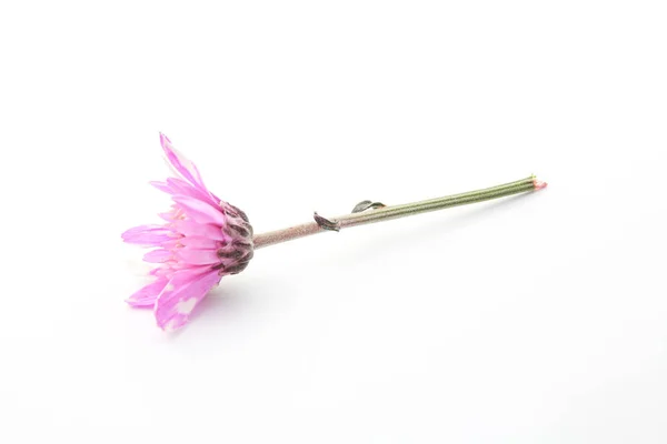 Flor roxa isolada — Fotografia de Stock