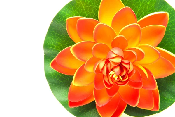 Lotus flower model — Stock Photo, Image