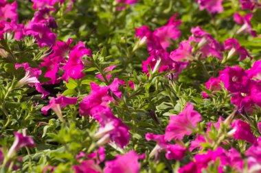 Impala Lily ile bulanıklık arka plan