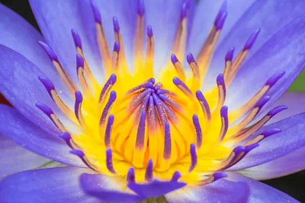 Close up of Lotus flower — Stock Photo, Image