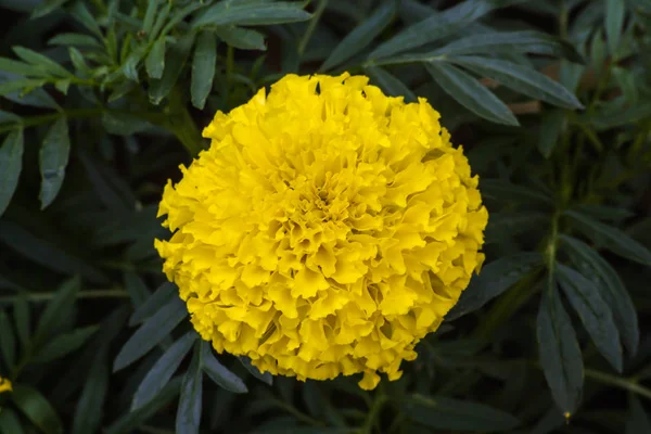 Flor de calêndula com fundo embaçado — Fotografia de Stock