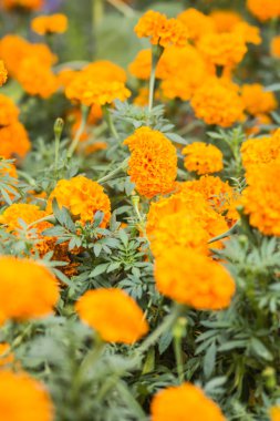 Kadife çiçeği çiçek ile arka plan bulanıklık