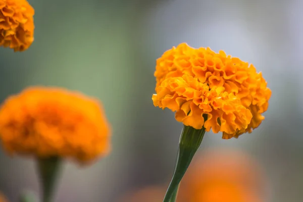 Körömvirág virág életlenítés háttér Jogdíjmentes Stock Fotók